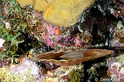 Pinna carnea nacre ambree-Bonaire South Bay-17m-20180218-Denis-ADER-DSC_6467_tn
